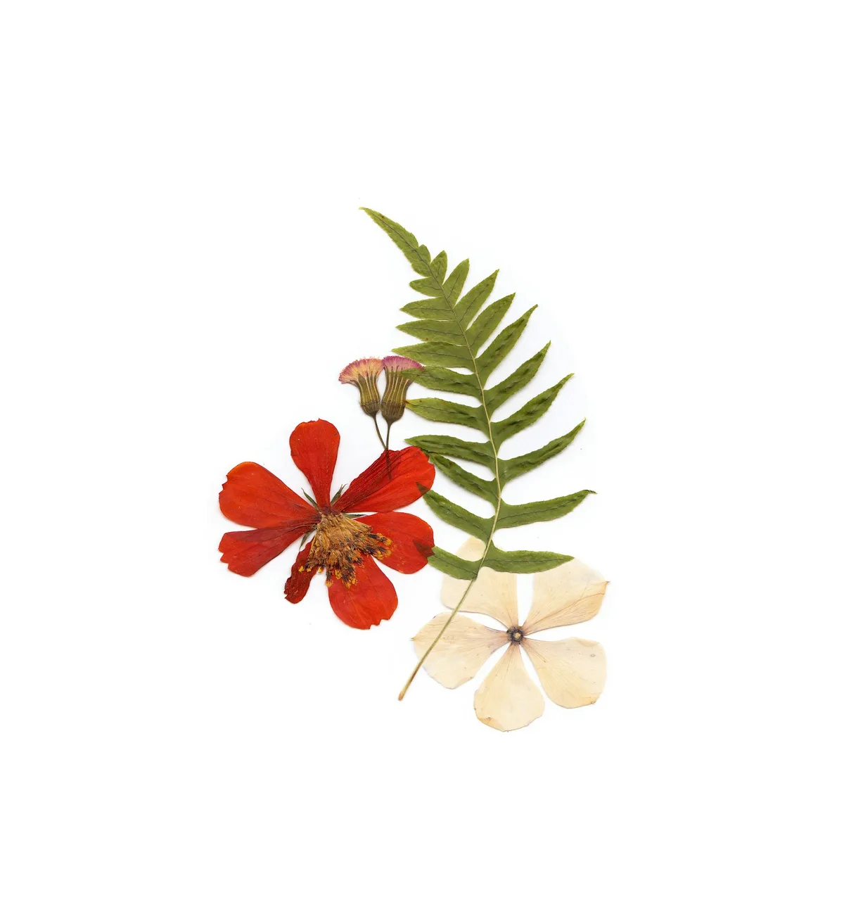 A fern frond with red and pale flower shapes arranged against white.