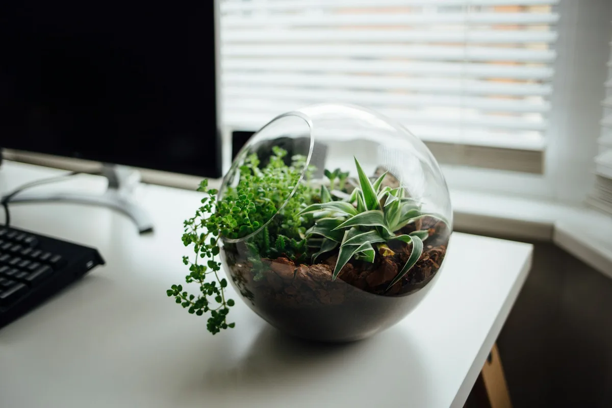 An open glass bowl of small plants, stones and bark beside a computer.